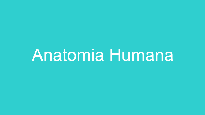 Anatomia Humana