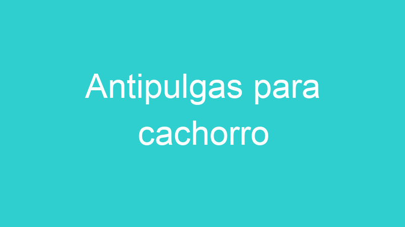 Antipulgas para cachorro