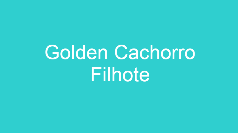 Golden Cachorro Filhote