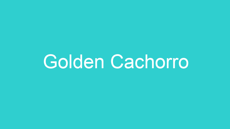 Golden Cachorro
