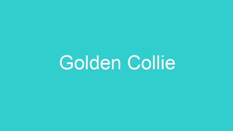 Golden Collie