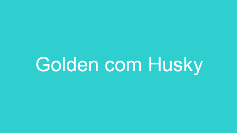 Golden com Husky
