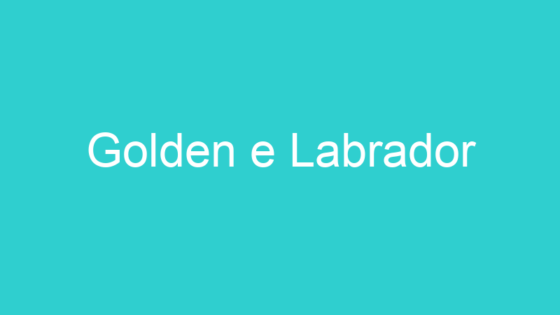 Golden e Labrador