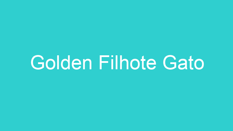 Golden Filhote Gato