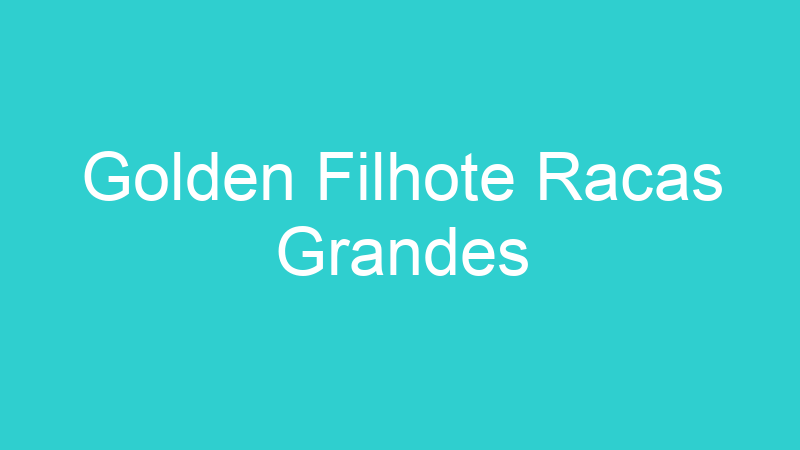 Golden Filhote Racas Grandes