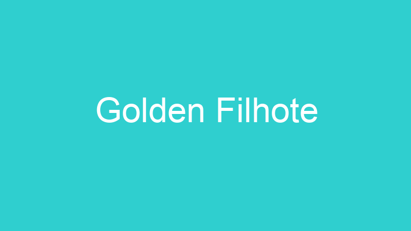 Golden Filhote