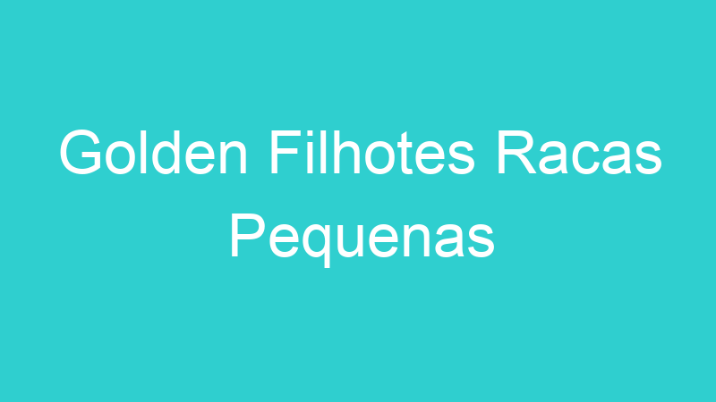 Golden Filhotes Racas Pequenas