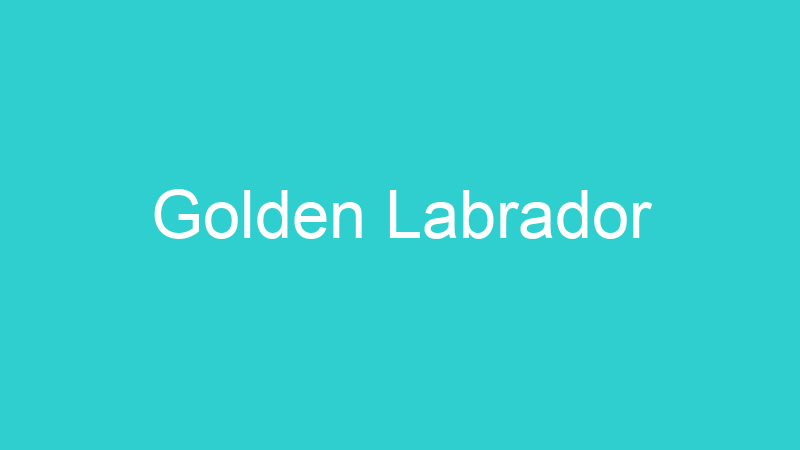 Golden Labrador