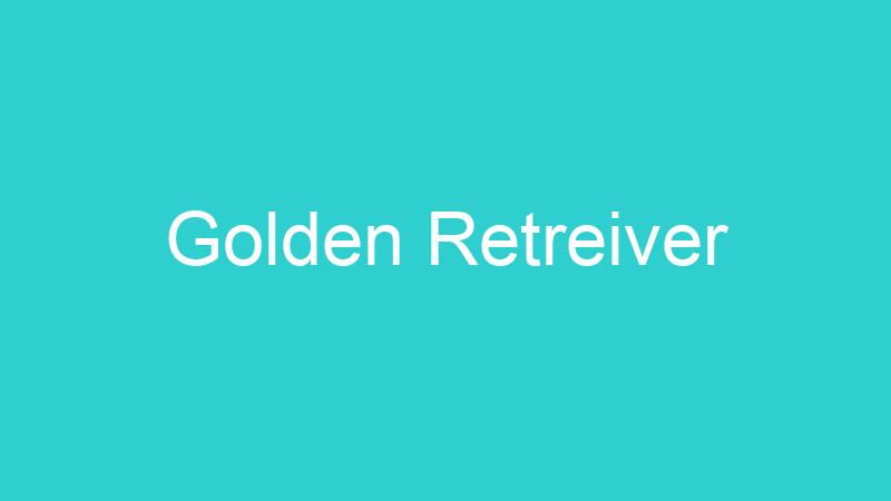 Golden Retreiver