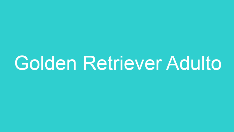 Golden Retriever Adulto