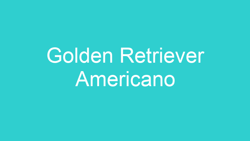 Golden Retriever Americano