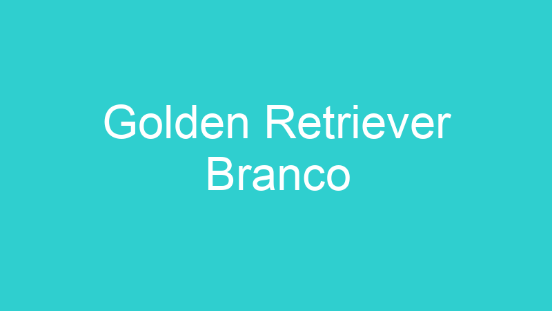 Golden Retriever Branco