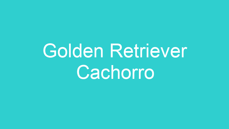 Golden Retriever Cachorro