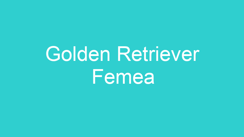 Golden Retriever Femea