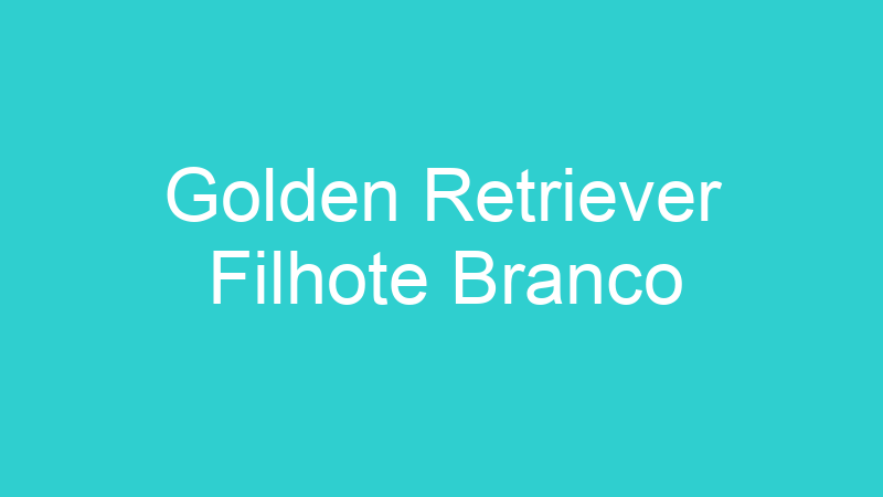 Golden Retriever Filhote Branco