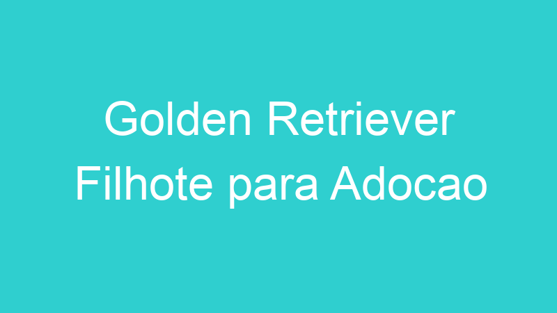 Golden Retriever Filhote para Adocao