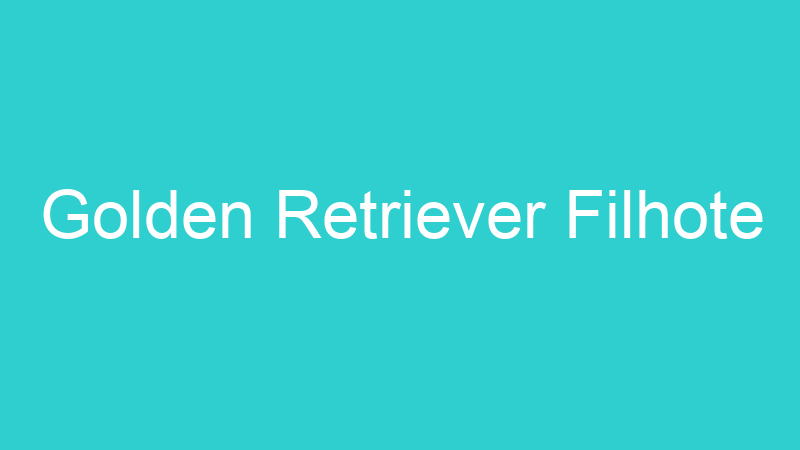 Golden Retriever Filhote