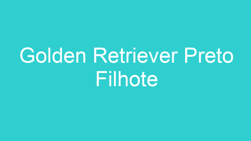 Golden Retriever Preto Filhote