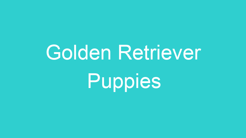 Golden Retriever Puppies