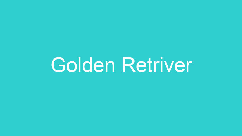 Golden Retriver