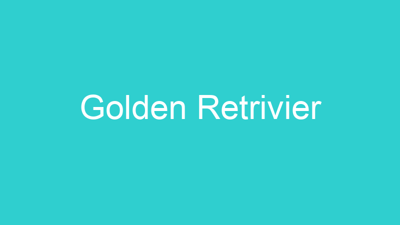 Golden Retrivier