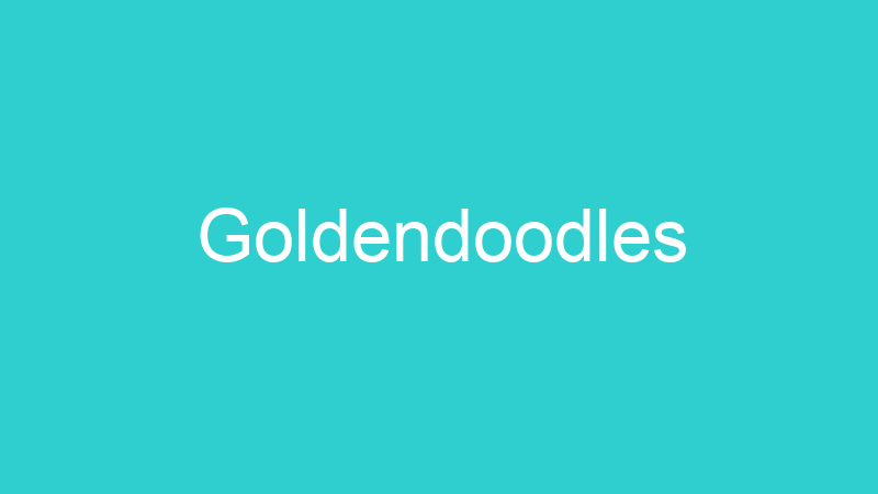 Goldendoodles