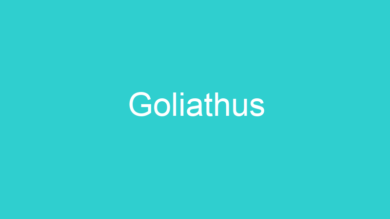 Goliathus