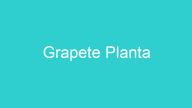 Grapete Planta