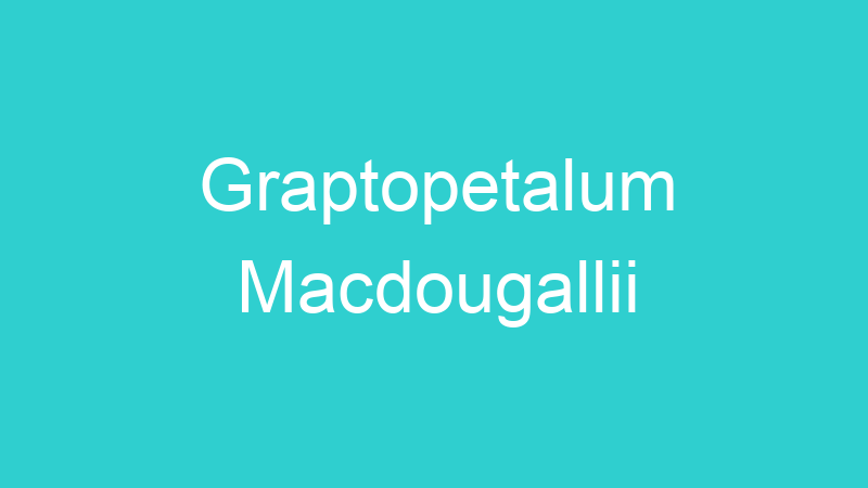 Graptopetalum Macdougallii