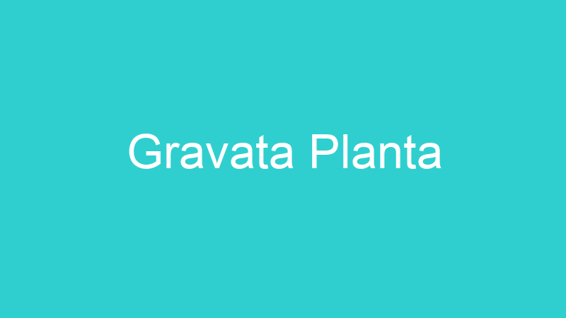Gravata Planta