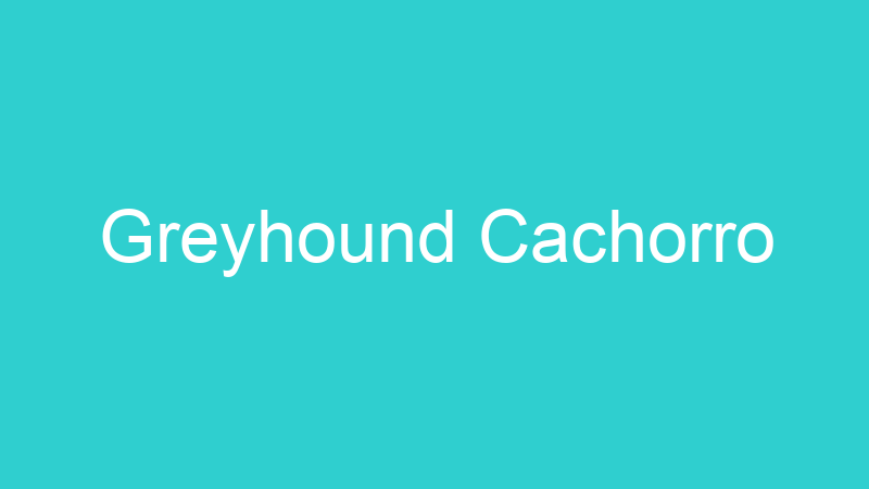 Greyhound Cachorro