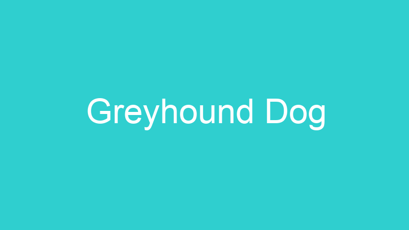 Greyhound Dog
