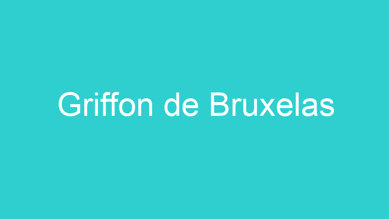 Griffon de Bruxelas