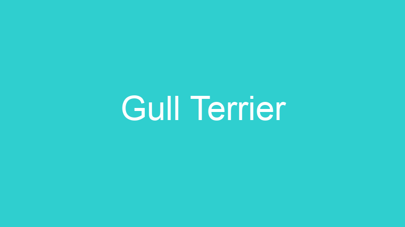 Gull Terrier