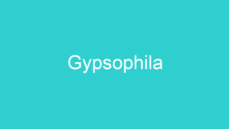 Gypsophila